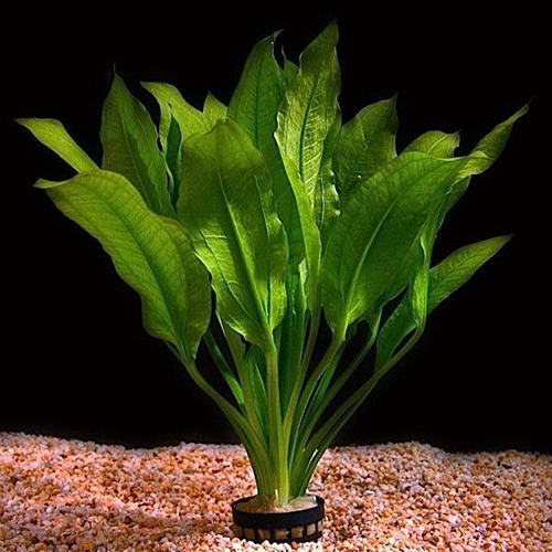 Top 10 Aquarium Plants eBay
