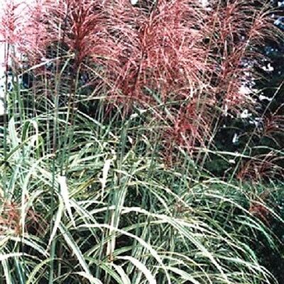 10 RED MAIDEN GRASS Miscanthus Sinensis Plumes ...