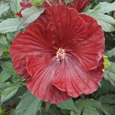 Hardy Hibiscus Seeds ★CRANBERRY CRUSH★Winter Hardy Flowering ...
