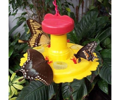 Songbird Essentials SE78200 6 oz. Butterfly Feeder