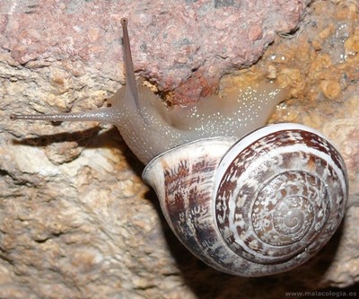 20 SNAILS, Helix Vermiculata, Greek, free grazing ...