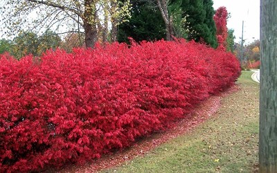 Burning Bush ( Euonymus Alatus ) Seedlings ...