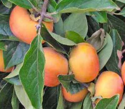 JIRO FUYU PERSIMMON JAPANESE FRUIT TREE GRAFTED ...