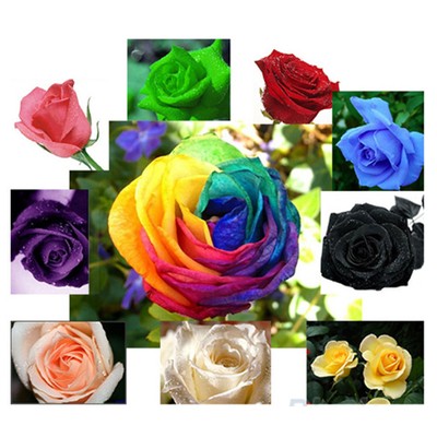 High Quality Rare 50pcs Multi-colors Rose Seeds ...