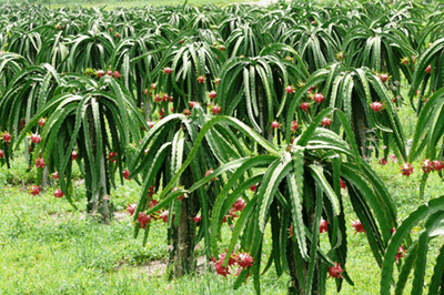 Red Dragon Fruit 