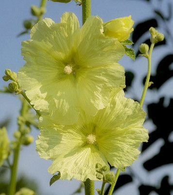 Alcea rugosa Perennial Russian Hollyhock 10 seeds