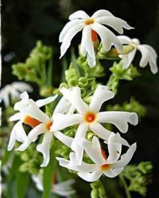 Nyctanthes arbor tristis RARE fragrant jasmine 6 ...