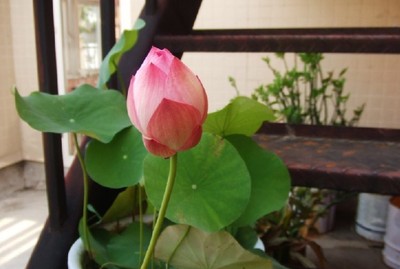 Multicolor lotus seeds hydroponic plants aquatic flowers ...