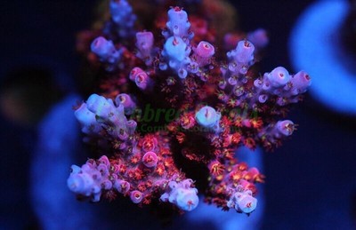 Cornbred's OMG Acro - WYSIWYG - frag ...