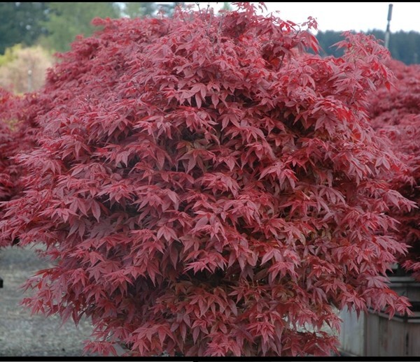 Acer palmatum 'Rhode Island Red' - Japanese Maples › Palmatum ... Japanese Maple Rhode Island Red 1 Gallon **Free Shipping**