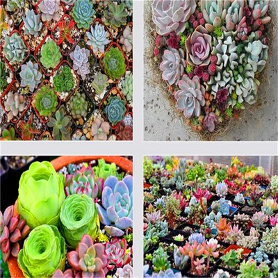 FD2229 □ Succulents Seeds Mini Potted Flower ...