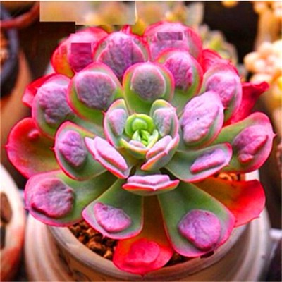 FD2228 □ Succulents Seeds Mini Potted Flower ...