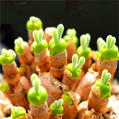 FD2227 □ Succulents Seeds Mini Potted Flower ...