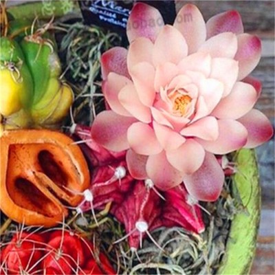 FD2223 Pink Succulents Seeds Mini Potted Flower ...