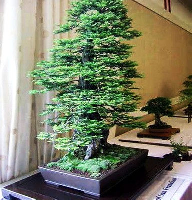 20 Coast Redwood Seeds Sequoia sempervirens Bonsai ...
