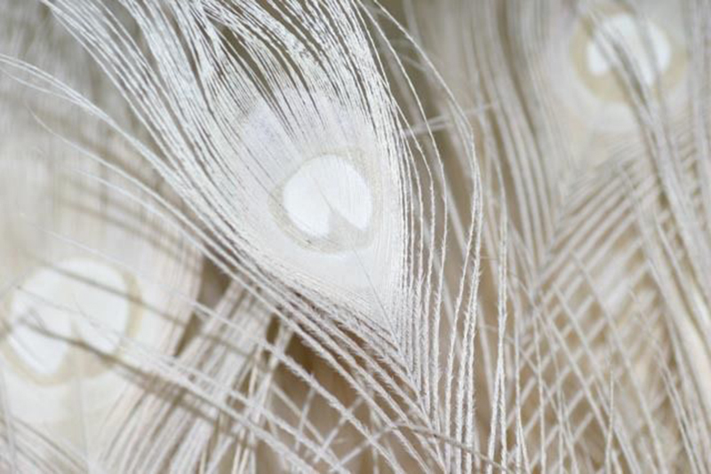 How to Bleach Peacock Feathers eBay