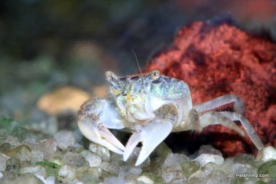 3 Freshwater Dwarf Mud Crabs Free Priority ...