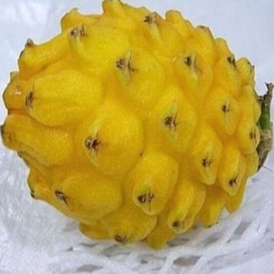 FD854 Yellow Dragon Fruit Seeds Hylocereus Pitaya ...