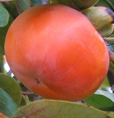 SWEET & TASTY AMERICAN PERSIMMON TREE POTTED ...