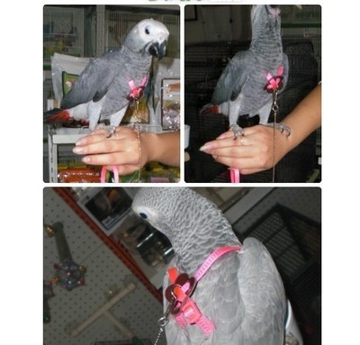 Adjustab Medium Parrot Bird Harness Leash Multicolor ...