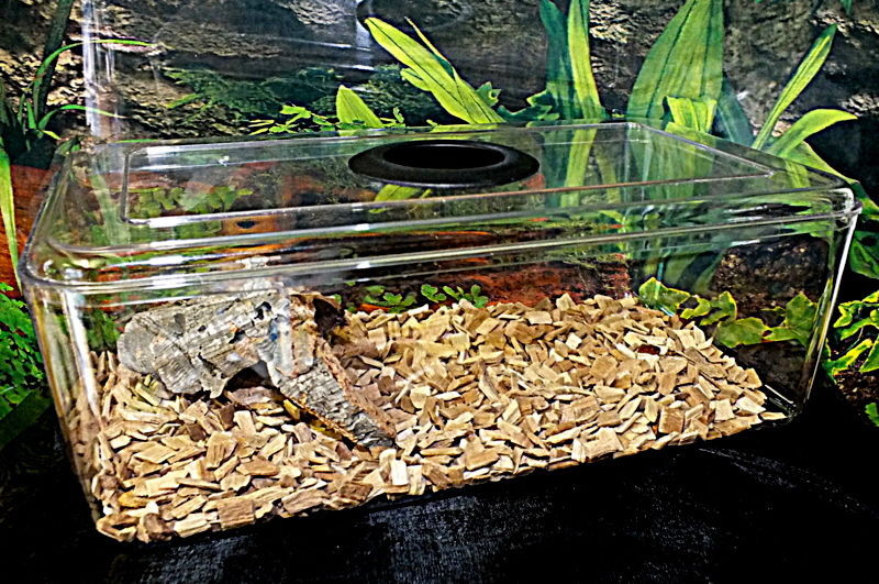 How to Make a DIY Tarantula Enclosure eBay