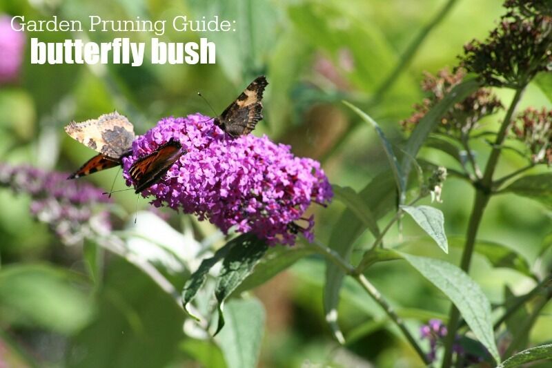 Garden Pruning Guide | Summer Flowering Trees and Shrubs | Butterfly Bush