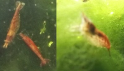 10 Live Red Cherry Shrimp.