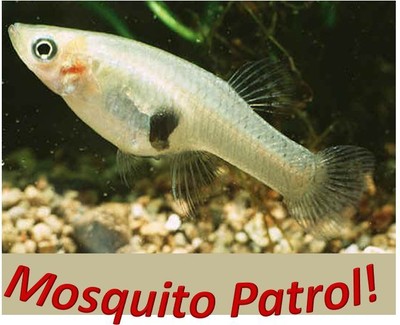 50 Live Mosquito Fish (Koi Pond) Aquarium ...