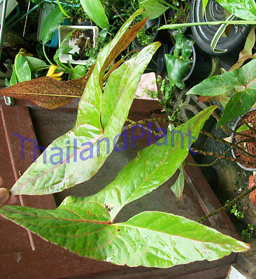 Bulb CYRTOSPERMA JOHNSTON Arbi Tropical Plant + ...