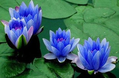 10PCS Mini Blue Lotus Seeds Water Lily ...