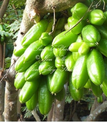 Averrhoa bilimbi Pickle Fruit Tree Tropical Seeds ...