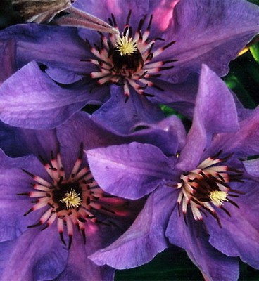 Climador Clematis - Purplish Blue Flowers - ...