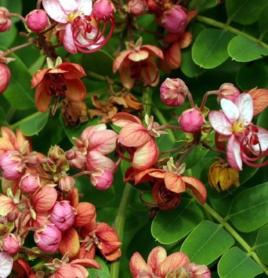 Cassia Marginata - Red Shower Tree - ...