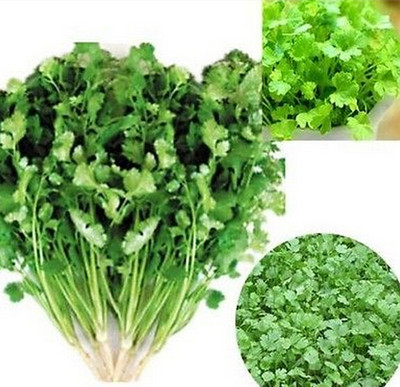 FD851:) CILANTRO CORIANDER Coriandrum Sativum Herb Vegetables ...