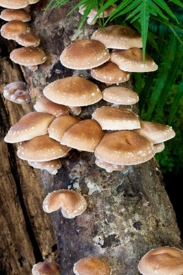 100+ Organic Shiitake Mushroom Plugs Grow Kit~ ...