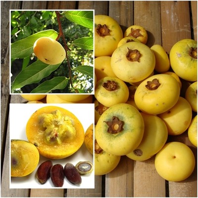 Diospyros decandra 10 Seeds, Gold Apple, Yellow ...