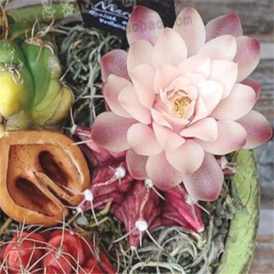 FD2223 Pink Succulents Seeds Mini Potted Flower ...