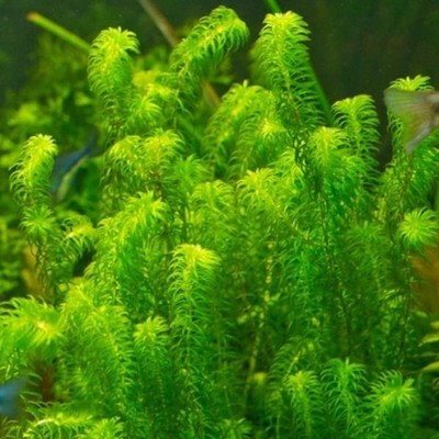 Anacharis Narrow Leaf (Hydrilla verticillata) - Beginner ...