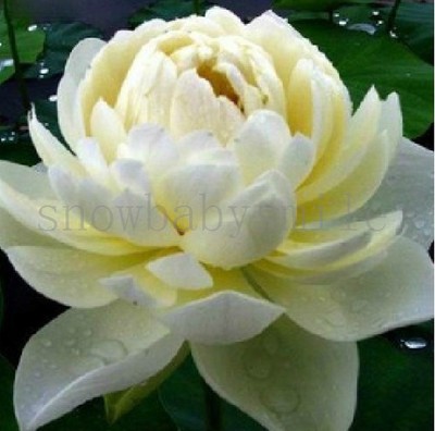 10 Light Yellow Lotus Seeds Water Lily ...