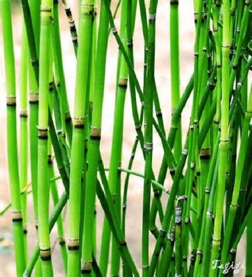 plant live pond horsetail rush cluster 20+ ...