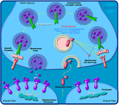 botox toxin botulinum action injections without results causing mechansim figure