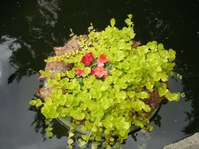 6 Golden Moneywort Aquatic Pond Plant Perrenial ...