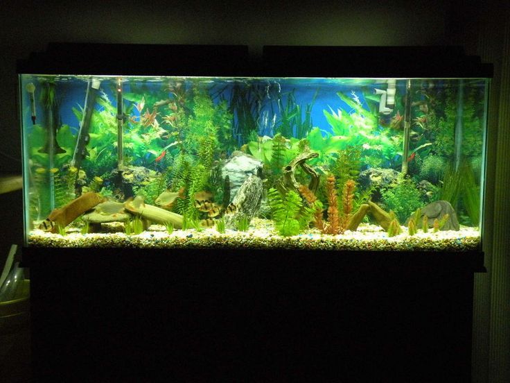 How to Sell a Fish Tank eBay