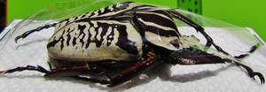 goliath beetle for sale