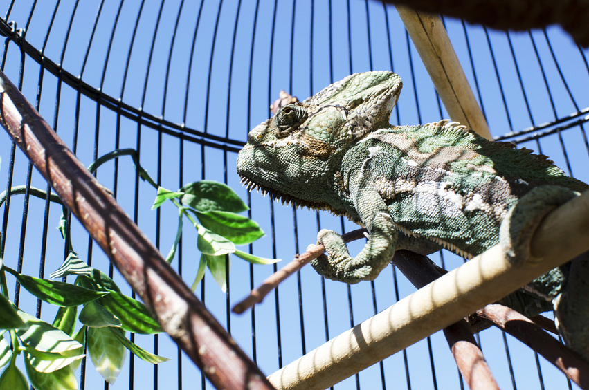 How to Build a Chameleon Cage | eBay