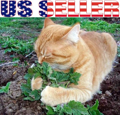 100+ ORGANIC Catnip Catmint Seeds Heirloom NON-GMO ...
