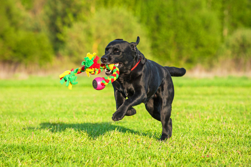 Image result for dog bring you their favorite toy