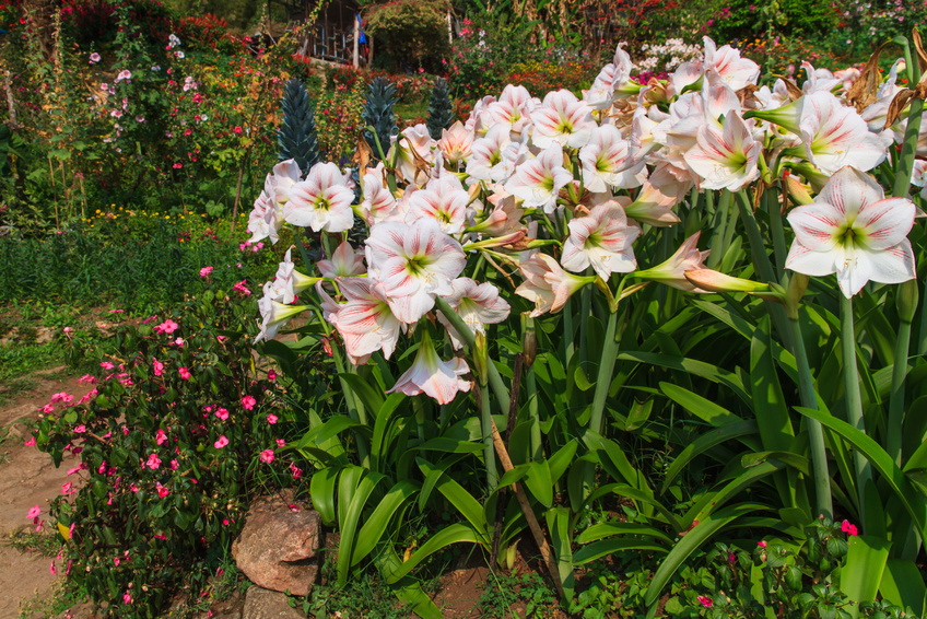 How to Plant Hippeastrum Bulbs eBay