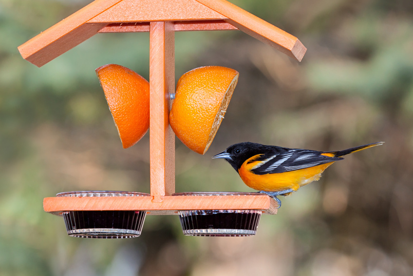 How to Make an Oriole Bird Feeder | eBay