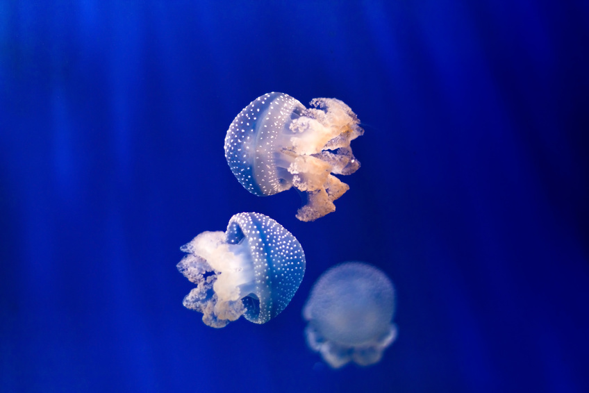 Best Jellyfish Aquariums eBay